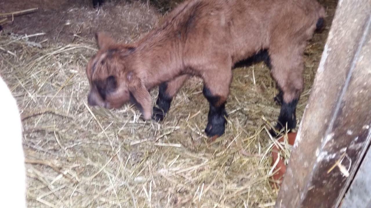 Ferienwohnungen Wimmer Bischofshofen Esterno foto