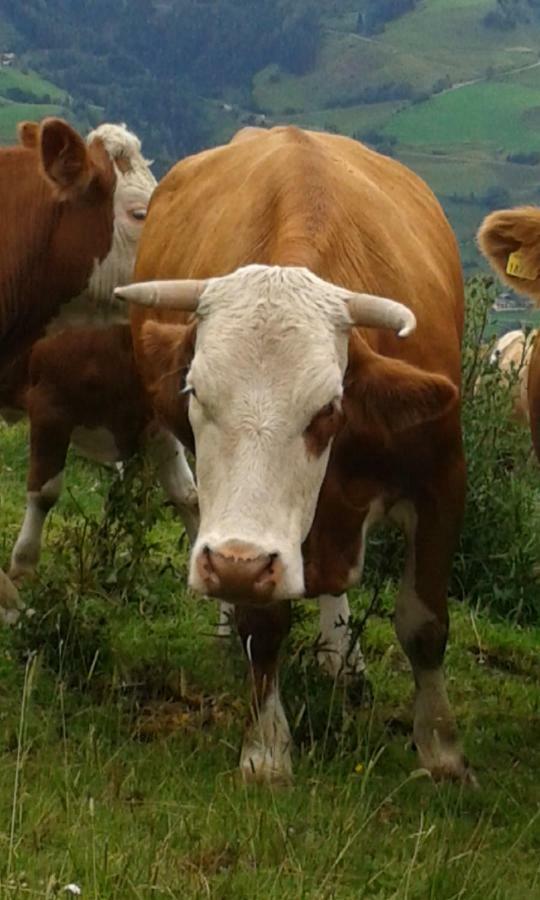 Ferienwohnungen Wimmer Bischofshofen Esterno foto